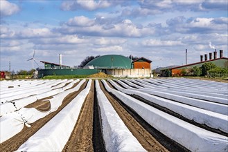 Asparagus fields, asparagus stems under foil, for faster growth, biogas plant on a farm, near