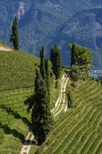 Landscape in the Adige Valley, in South Tyrol, above the village of Tramin, vineyards dominate the