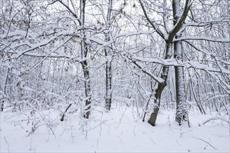 Snow-covered deciduous forest in winter, Hainich National Park, Thuringia, Germany, Europe