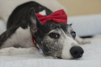 Close-up of black and white Greyhound with red bow looking at the Camera, lying on his owner's bed