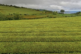 Hilly green tea plantation under a cloudy sky with a distant view of the sea, tea cultivation and