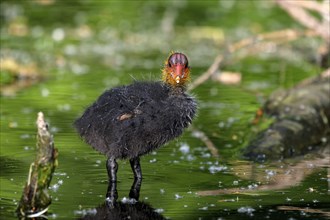 Eurasian Coot rail, coot (Fulica atra), young bird, Krickenbecker Seen, North Rhine-Westphalia,