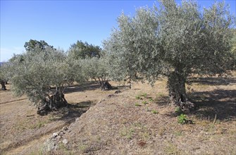 Olive trees growing on terraces, Aldenueva de la Vera, La Vera, Extremadura. Spain