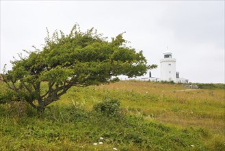 South Foreland Lighthouse, lighthouse, hawthorn (Crataegus), windbreaker, White cliffs of Dover,