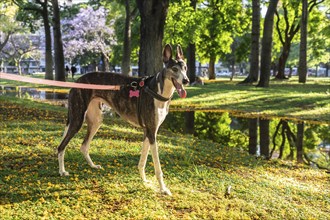 Beautiful greyhound with collar and leash standing looking out over a camp site with a background