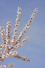 Almond tree (Prunus dulcis, Prunus amygdalus), flowering, Hessische Bergstrasse, Hesse, Germany,