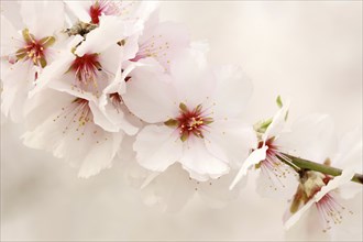 Almond tree (Prunus dulcis, Prunus amygdalus), blossoms, Hessische Bergstrasse, Hesse, Germany,