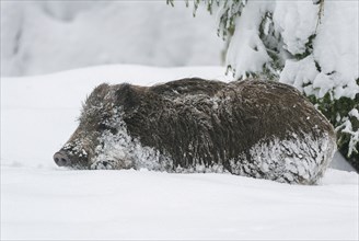 Wild boar, wild boar (Sus scrofa) standing in the forest in the snow, Germany, Europe