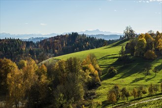 Hilly landscape in autumn, near Überlingen, Lake Constance, Baden-Württemberg, Germany, Europe