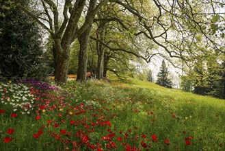 Park and flower meadow with colourful tulips, Mainau Island, Lake Constance, Baden-Württemberg,