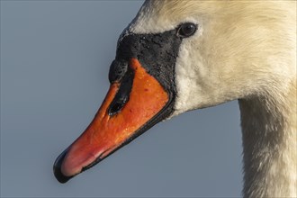 Mute swan (Cygnus olor) portrait on the water of a lake, Bas-Rhin, Alsace, Grand Est, France,