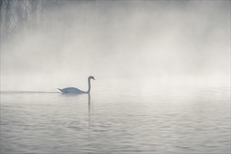 Mute swan (Cygnus olor) silhouette in the morning mist on the water of a lake. Bas-Rhin, Alsace,