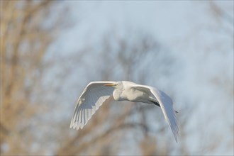 Great egret (Ardea alba) in flight in the sky, Bas-Rhin, Alsace, Grand Est, France, Europe