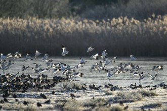Pied Avocet, Recurvirostra avosetta, birds in flight over marshes at sunrise