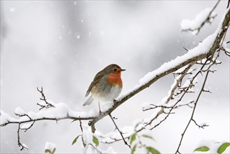 European robin (Erithacus rubecula) sitting on a snow-covered branch, winter, Saxony, Germany,