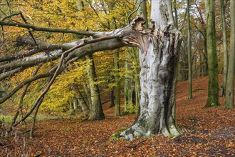 Beech forest on the Hohe Ufer on the Hunte near Dötlingen, forest, windthrow, Huntepadd, Dötingen,