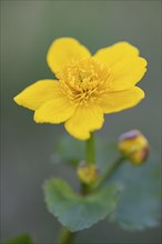 Blooming marsh marigold (Caltha palustris) in a wet meadow, Lake Dümmer, Lembruch, Lower Saxony,