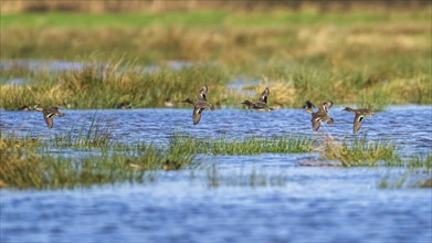 Eurasian Teal, Anas crecca, birds in flight over marshes