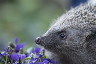 European hedgehog (Erinaceus europaeus) adult animal head portrait, Suffolk, England, United