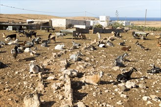 Goats corralled together in small farm, Tindaya, Fuerteventura, Canary Islands, Spain, Europe