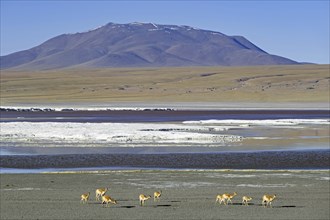 Vicuñas (Vicugna vicugna) on the shore of the Laguna Colorada, Red Lagoon, salt lake in the Eduardo