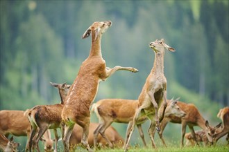 Red deer (Cervus elaphus) hinds arguing with each other on their back feet on a meadow in the