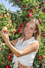 Young attractive blonde smiling woman picking apple in Scania fruit district, Kivik, Österlen,