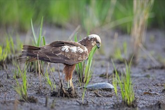 Western marsh-harrier (Circus aeruginosus) Hunting, bird of prey in search of food, with dead fish