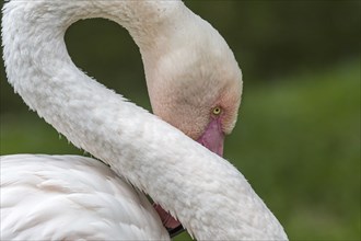 Close-up portrait of greater flamingo (Phoenicopterus roseus) preening feathers with pink beak