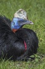 Northern cassowary (Casuarius unappendiculatus), one-wattled cassowary, single-wattled cassowary