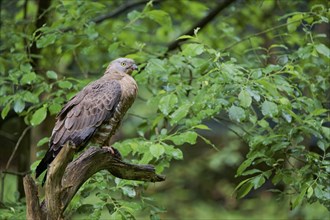 European honey buzzard (Pernis apivorus), Bavaria, Germany, Europe