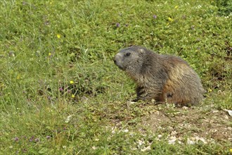 Alpine marmot (Marmota marmota), in front of the burrow on a mountain pasture, Großglockner,