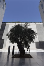 Boy jumps up and reaches for the leaves of an olive tree, silhouette between modern concrete