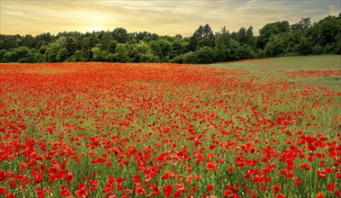 Meadow with poppy, Papaver rhoeas, Bernau, Brandenburg, Germany, Europe