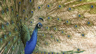 A peafowl (pavo) displays its magnificent colourful feathers in a natural forest setting,