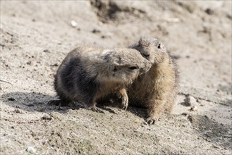 Prairie dogs (Cynomys ludovicianus), Emmen Zoo, Netherlands