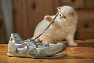 Persian cat, long-haired cat, plays with shoe