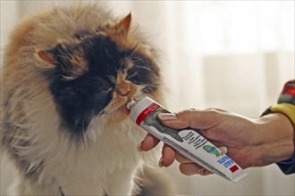 Persian cat, long-haired cat, paste on mouth