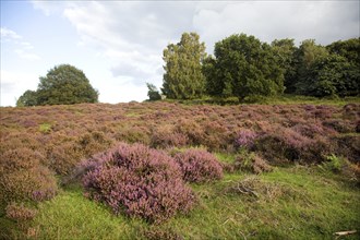 Shallow depth of field heather plants heathland, Shottisham, Suffolk, England, UK