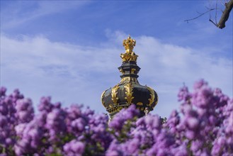 The lilacs bloom magnificently at the Zwinger moat, Dresden, Saxony, Germany, Europe