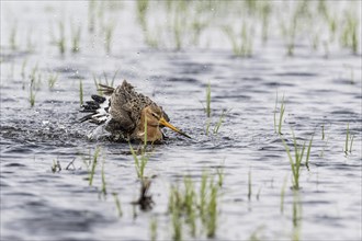 Black-tailed godwit (Limosa limosa), bathing, Lower Saxony, Germany, Europe