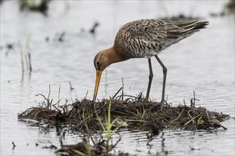 Black-tailed Godwit (Limosa limosa), Lower Saxony, Germany, Europe