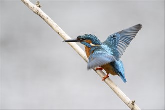 Common kingfisher (Alcedo atthis), Emsland, Lower Saxony, Germany, Europe