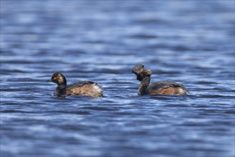 Black necked grebe (Podiceps nigricollis) two adult birds in breeding plumage on a lake, Yorkshire,