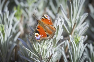 Butterfly Faunauge on your lavender bush, Rippien, Saxony, Germany, Europe