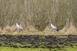 Two cranes (Grus grus) inTeufelsbruch, Waren, Müritz, Heilbad, Müritz National Park, Mecklenburg