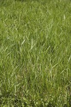 Close-up of neglected and in need of mowing Poa pratensis Kentucky bluegrass lawn in spring,