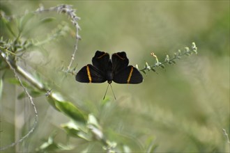 Butterfly of the species Riodina lysippoides, seen in Buenos Aires, Argentina, South America