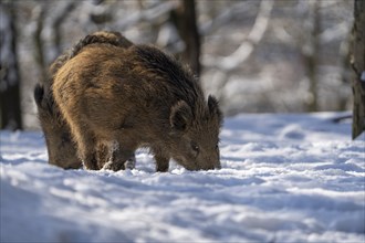 Wild boar (Sus scrofa), in the snow, Vulkaneifel, Rhineland-Palatinate, Germany, Europe