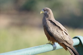 Yellow-billed kite (Milvus aegyptius, adult bird looking into the distance, sitting on the